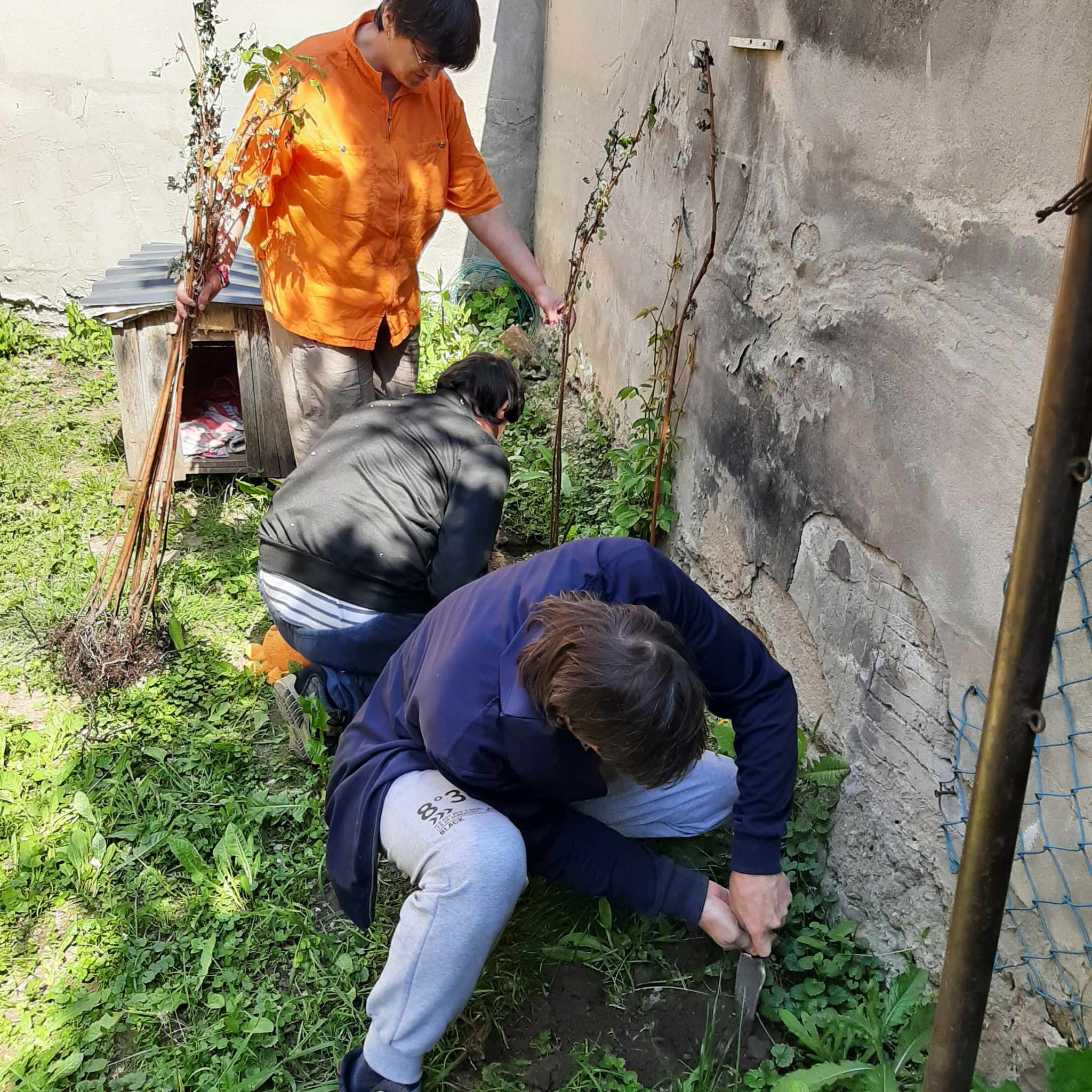 Frambozen planten in de tuin